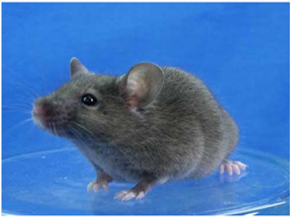 B細胞功能缺陷鼠