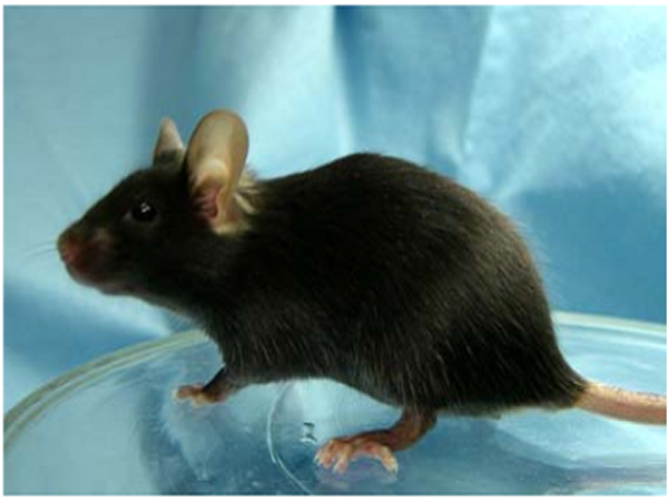 NK細胞缺陷鼠