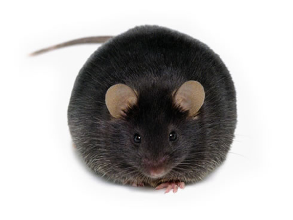 第二型糖尿病小鼠db mouse