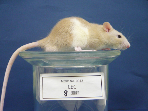 威爾森式症(肝炎) LEC rat